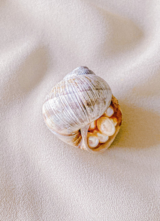 Testing the Genuineness of a Pearl: What to Look For